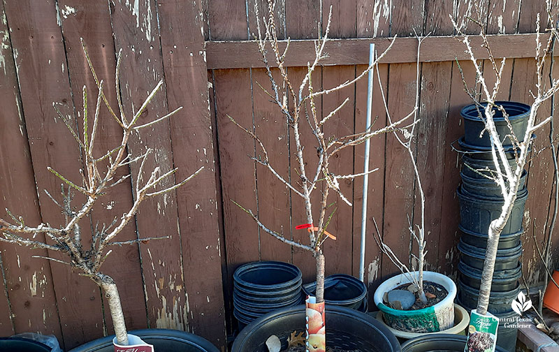 leafless small peach trees in containers