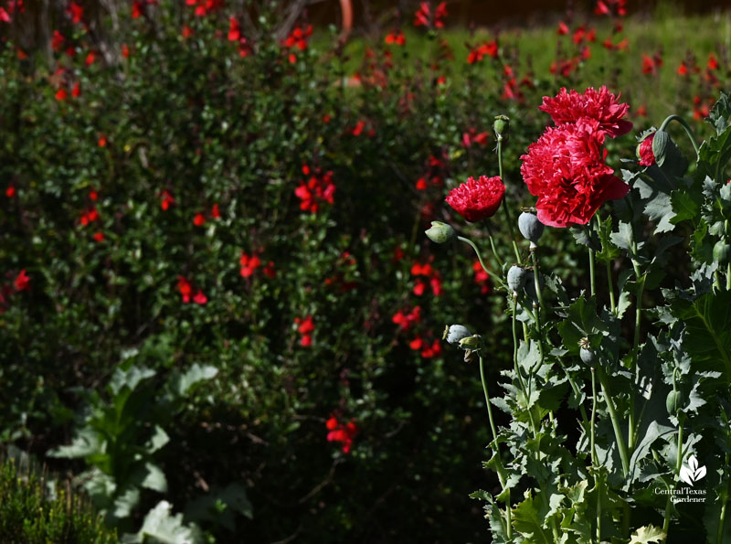 deep pink poppies with deep red flowers beyond