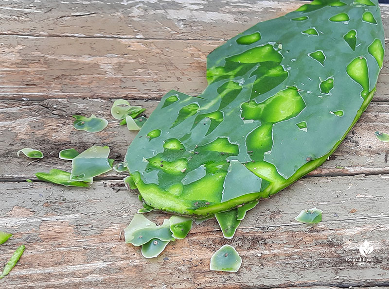 prickly pear pad scraped and partly sliced 