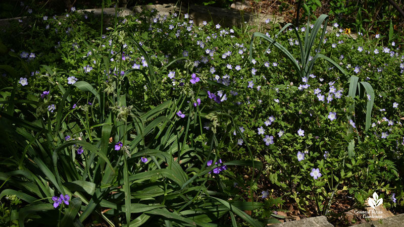 purple flowered spiderwort and pale blue groundcover flowers 