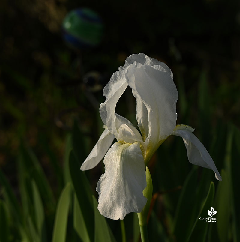 white iris 