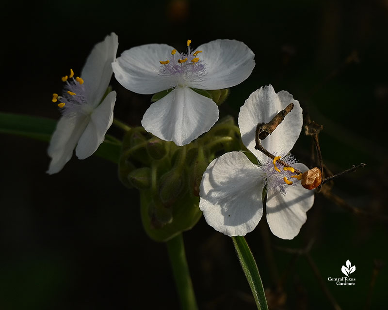 white flower 