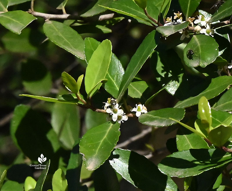 tiny white flowers against glossy green leaves