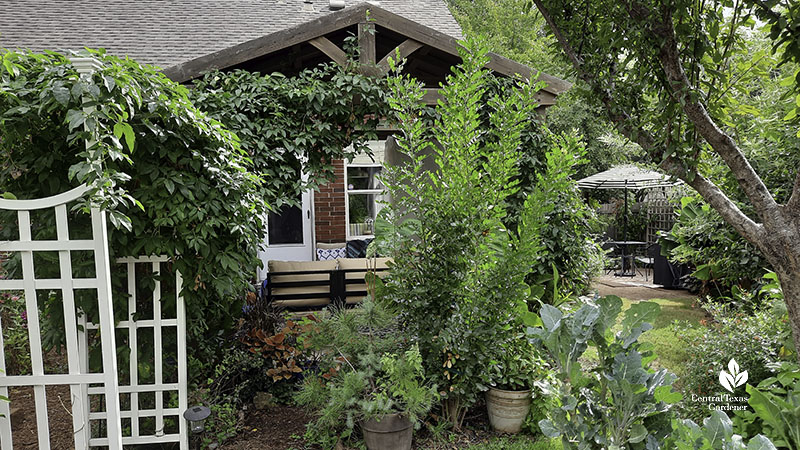 cabana near house with small tree and vine framing opening 