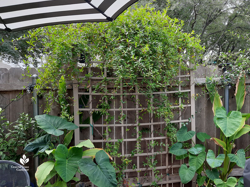 vine on trellis and large-leafed plants in pots below