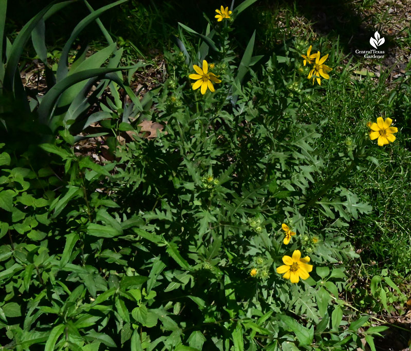 golden yellow flowers on toothed leaves