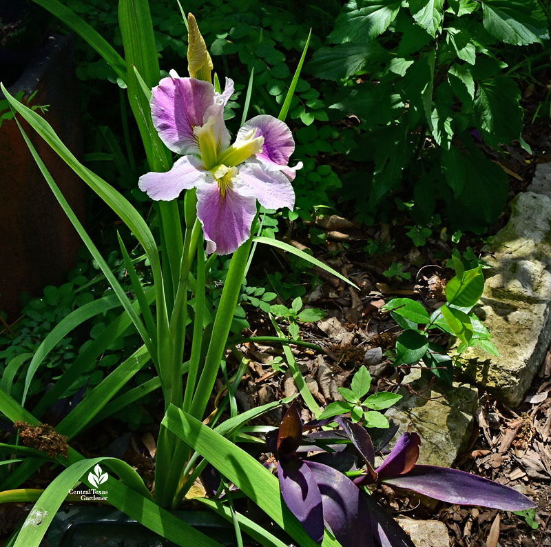 tall iris with lavender and yellow flower 