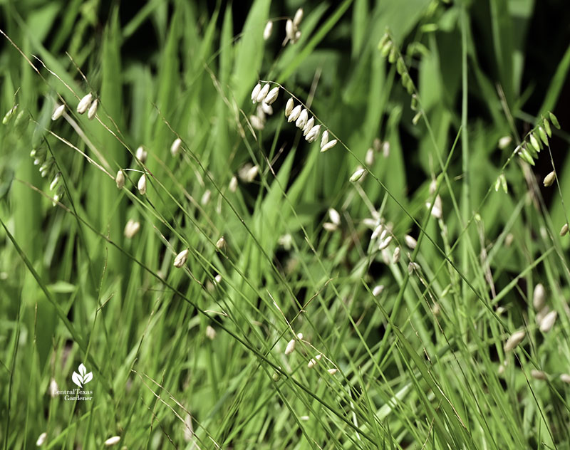 rice-colored seed heads on slender grass leaves