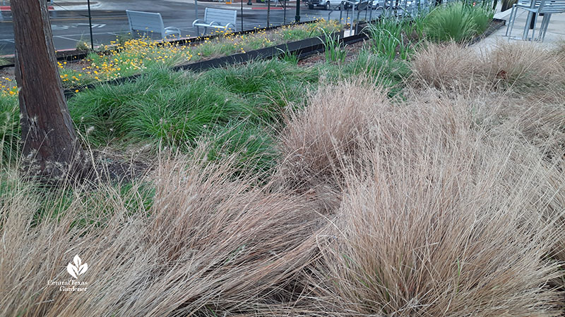 winter brown bunch grass green sedges and yellow flowers beyond