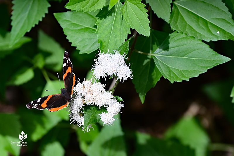 red and black butterfly on white flowers