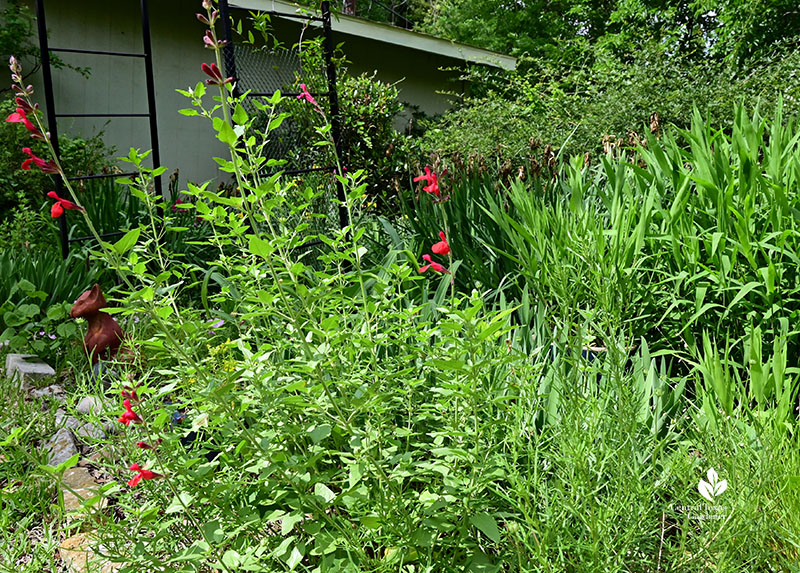 red flowers and various green leaf textures 