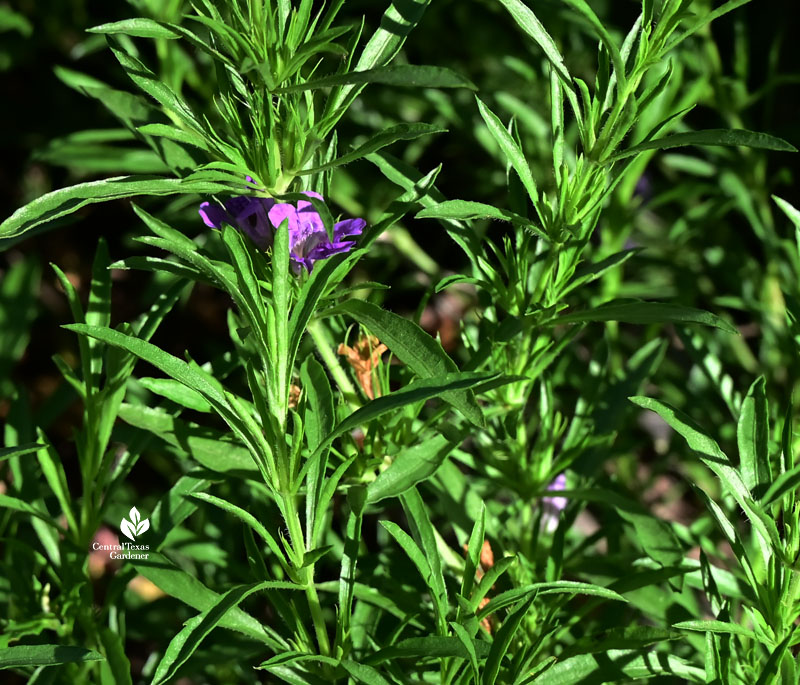 tiny lavender flowers and slender leaves 