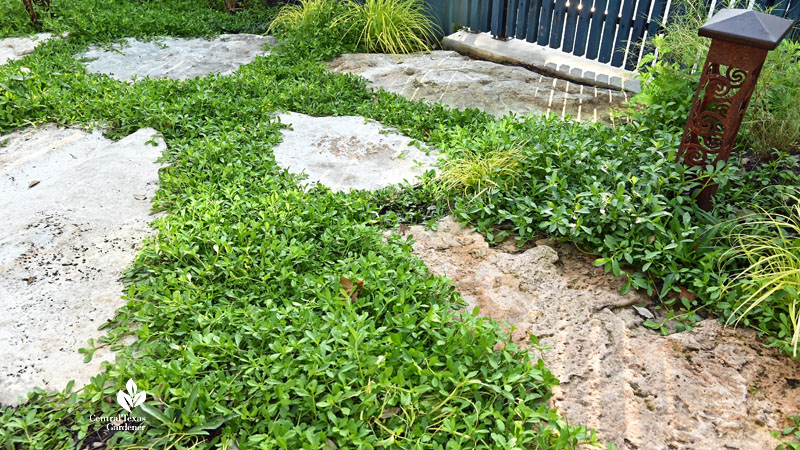 low ground cover with flagstones 