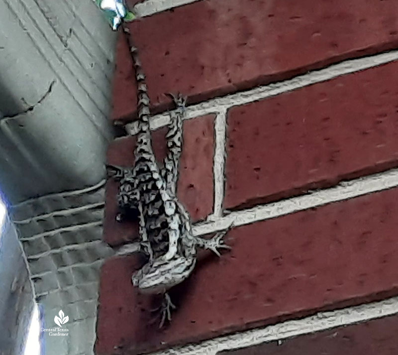 large gray, black, white lizard on brick wall