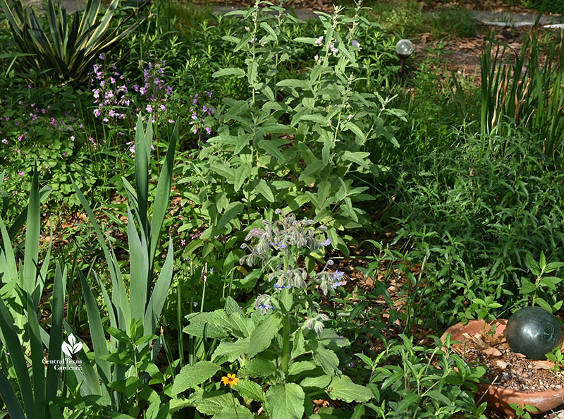 lavender flowered plant with taller plant and pink flowers and in front, blue flowers on fuzzy buds 