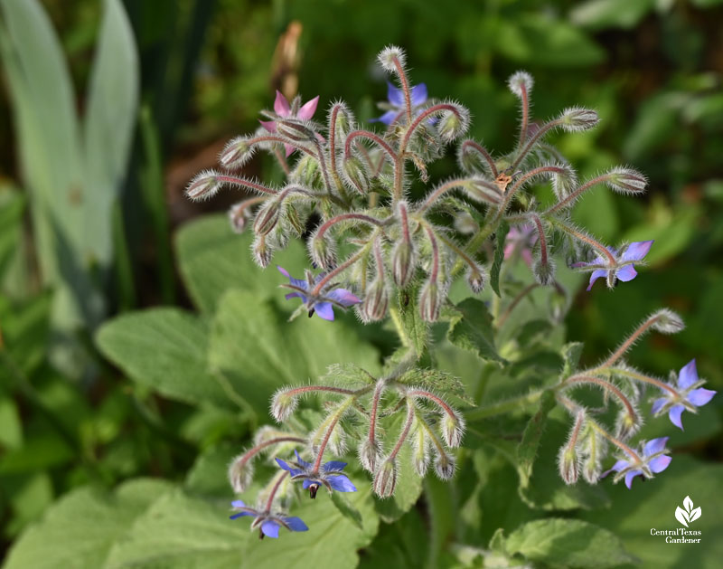 blue flowers on fuzzy buds 