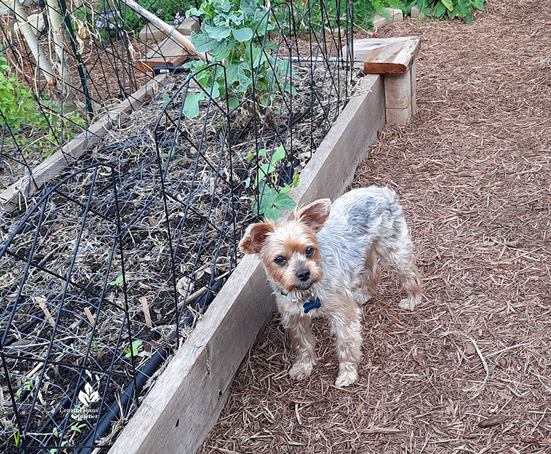 little white brown dog by raised bed protected with low wire fencing 