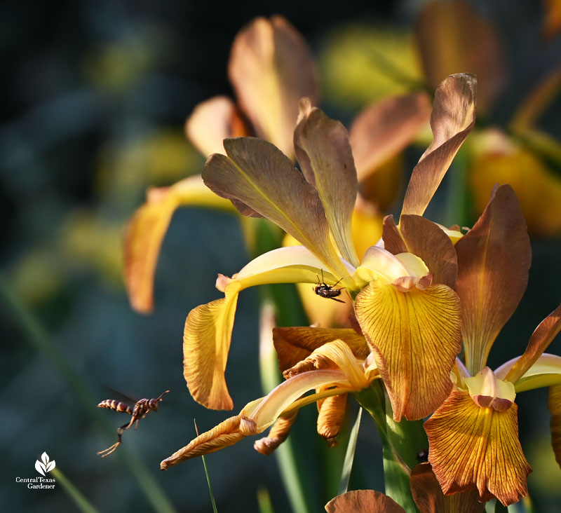 wasp and upside down fly on golden colored flowers 