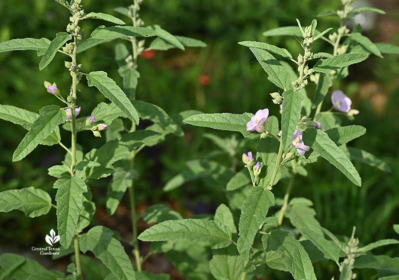 pale pink cupped flower and green-gray leaves