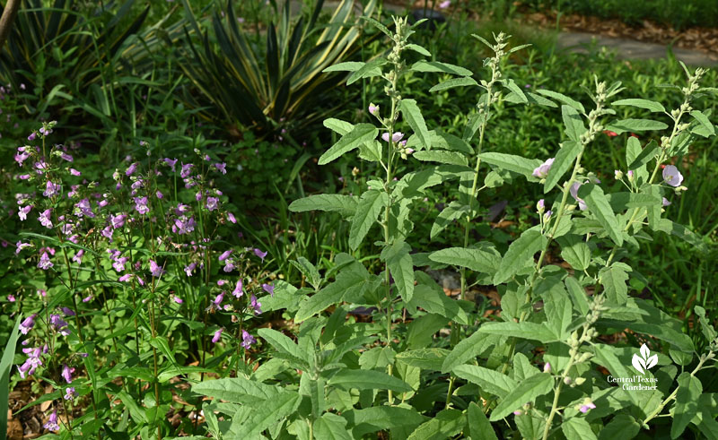 plant with tubular lavender flowers and one with pale pink cupped flowers