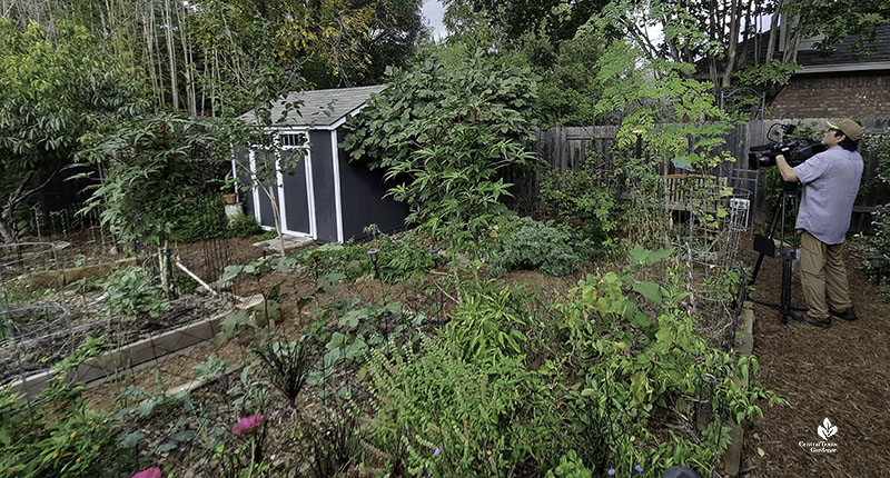 raised bed gardens and shed 