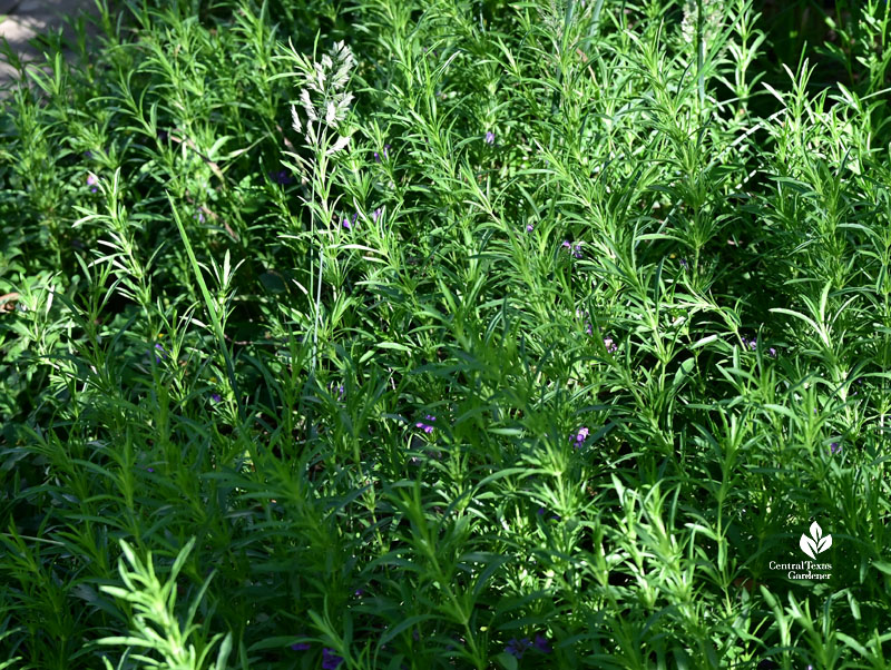 slender leaves and tiny lavender flowers on foot-high plant 