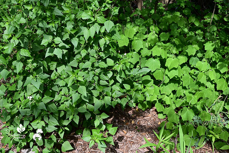 leafy plants with a few white flowers 