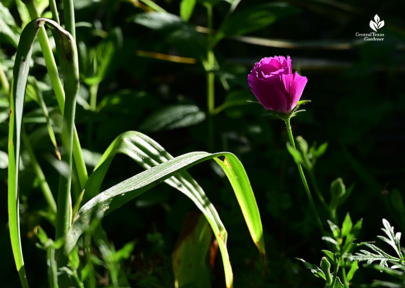 magenta flower against floppy damaged leaves