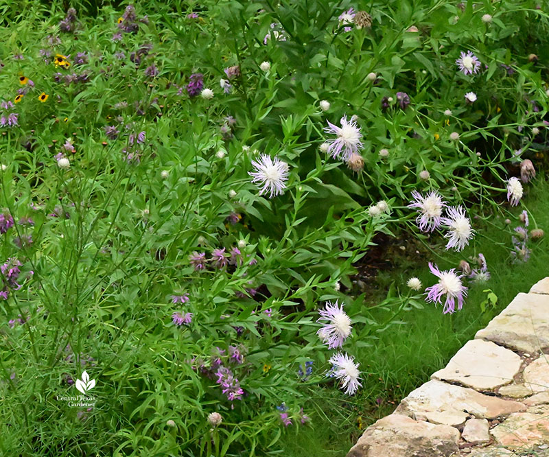 daisy-like white/lavender flowers and whorled purple blooms