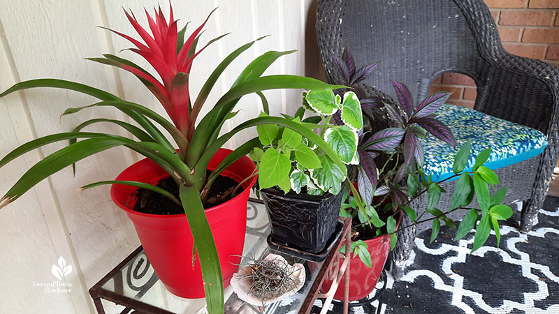 red flowering bromeliad with small white and green plant and larger purple leaves in red container 