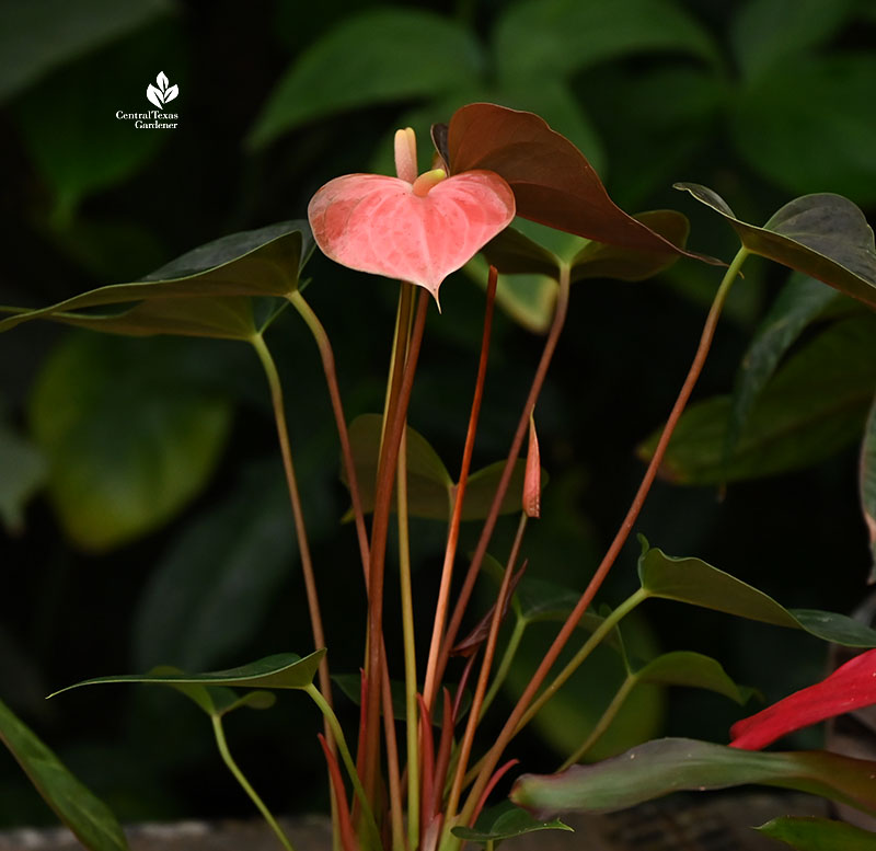 coral pink heart shaped "flower" against large dark leaves 