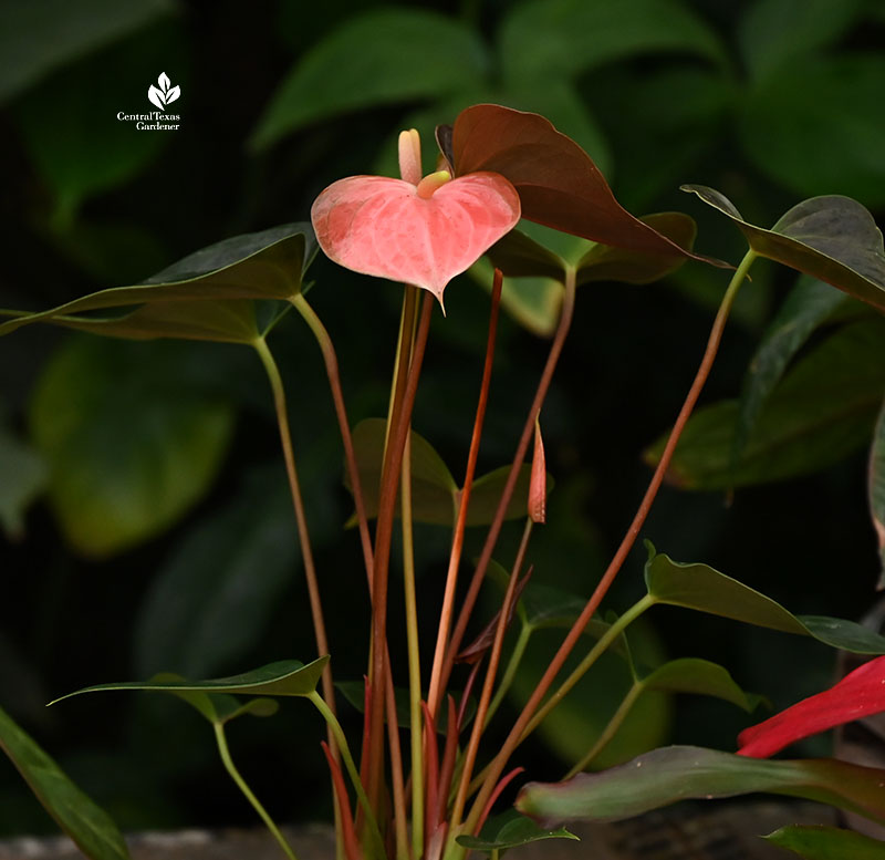 coral pink heart shaped "flower" against large dark leaves 