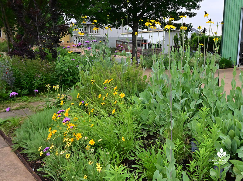 tall yellow flowers with lower yellow ones and foliage of upcoming flowers 