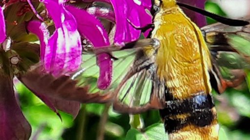 large yellow insect with black stripe that looks like a large bee or small hummingbird on a pink flower