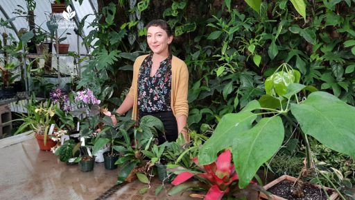 smiling woman in greenhouse with many plants on table in front of her