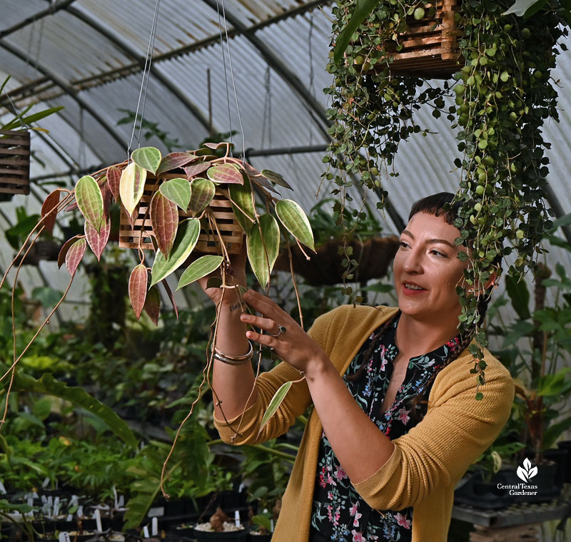 woman holding hanging basket and looking at leaves