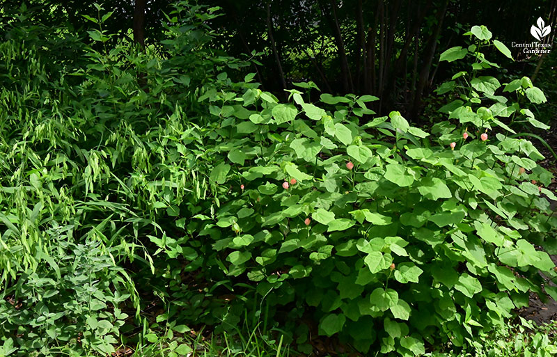 large-leafed plant with pale pink flowers. Next to it, small silvery-gray plant and beyond grassy plant with seed heads.