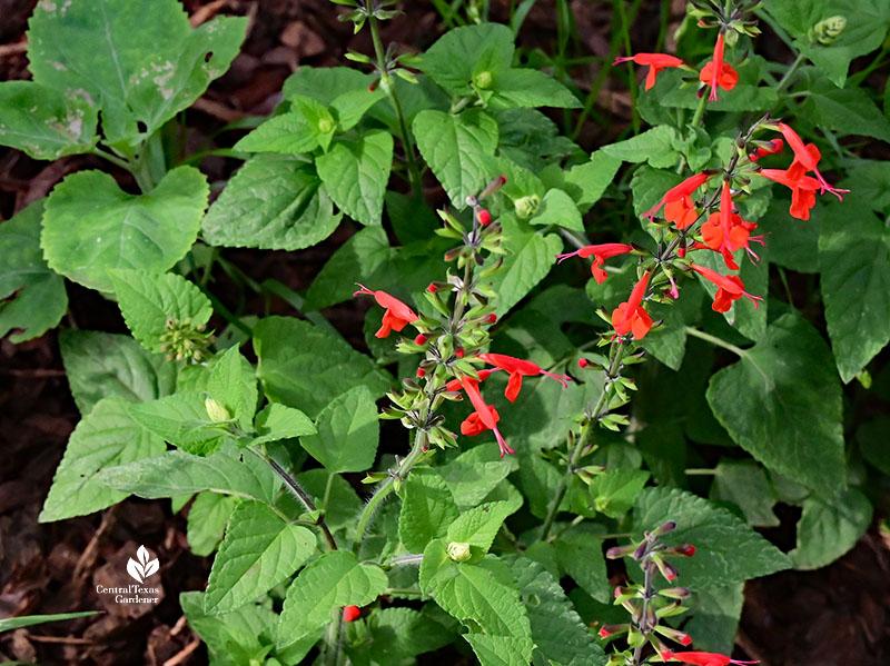 red tubular flowers on elongated heart-shaped leaves