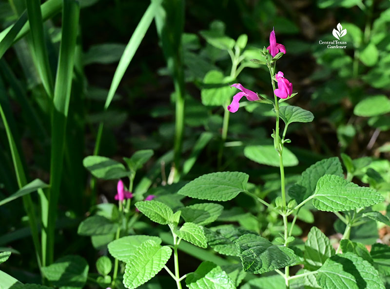 small pink tubular flowers on tall stems