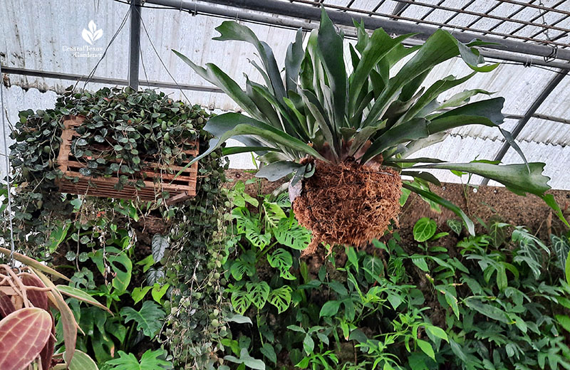 small flowers draping from wooden basket; staghorn fern in coir lining hanging basket