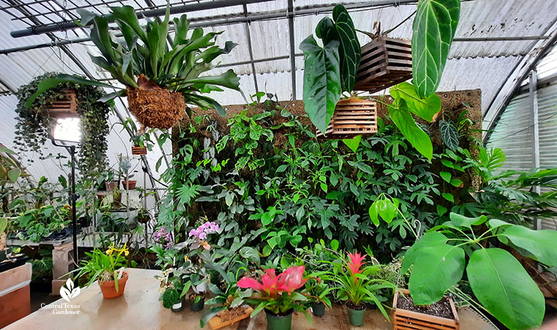 greenhouse with hanging plants, plants on wall and container plants on a table