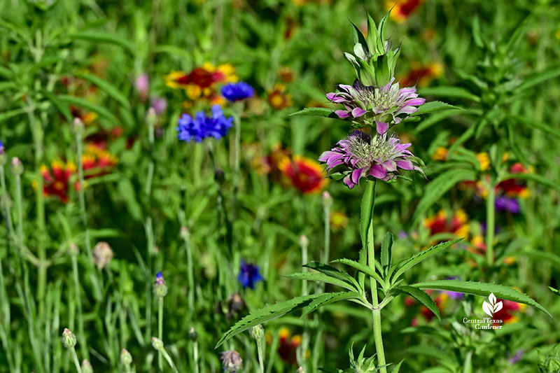 lavender flower on tall stem with yellow red flowers and blue ones behind