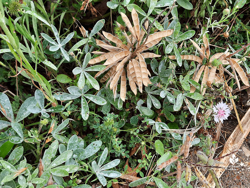 brown seed pod where seeds have already scattered