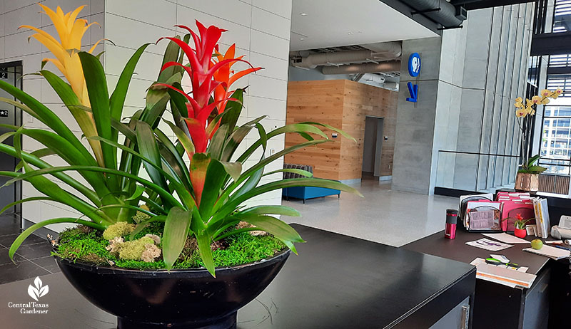 orange yellow and red bromeliads in container in building 
