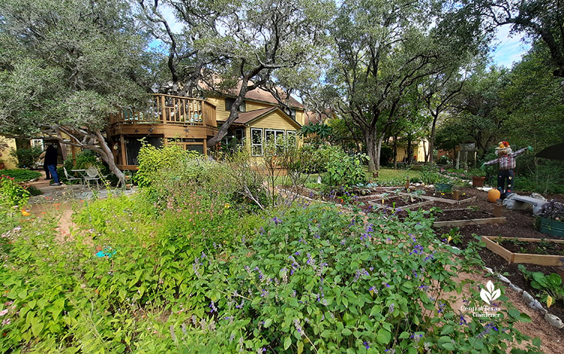 purple flowered salvia to house in garden separated by a decomposed granite path to raised bed gardens