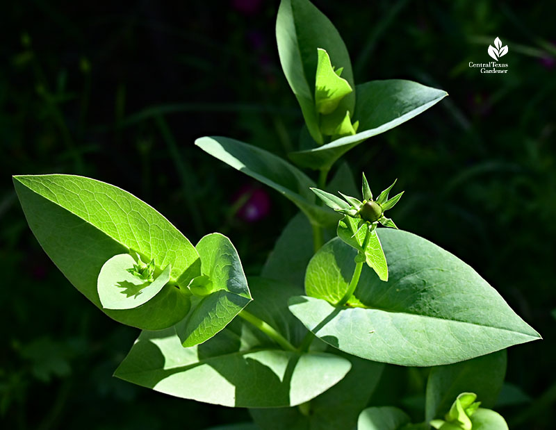 whirled leaves and flower buds