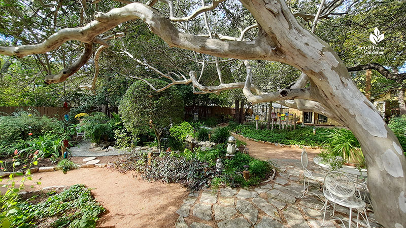 flagstone area around island bed with decomposed granite forked pathways