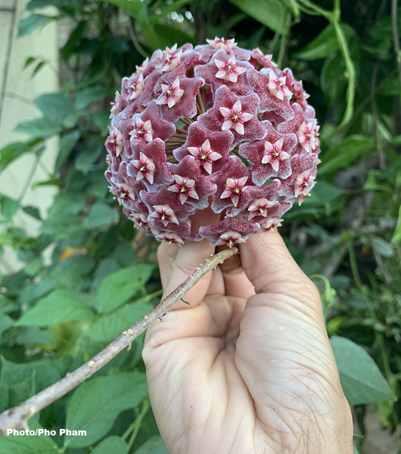 round deep lavender/mauve flower 