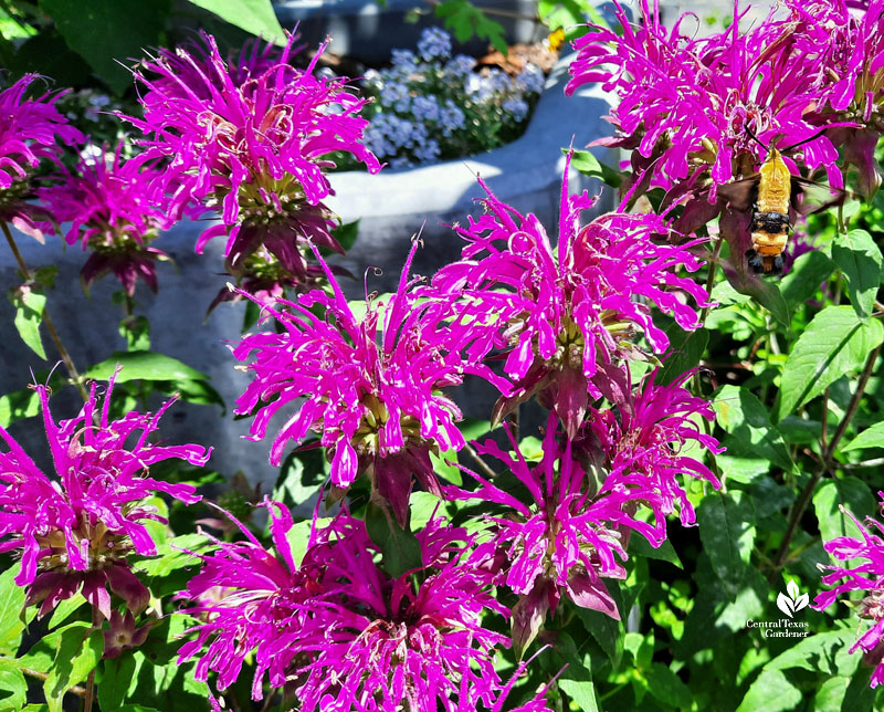 large yellow and black-striped insect on pink-purple flowers 