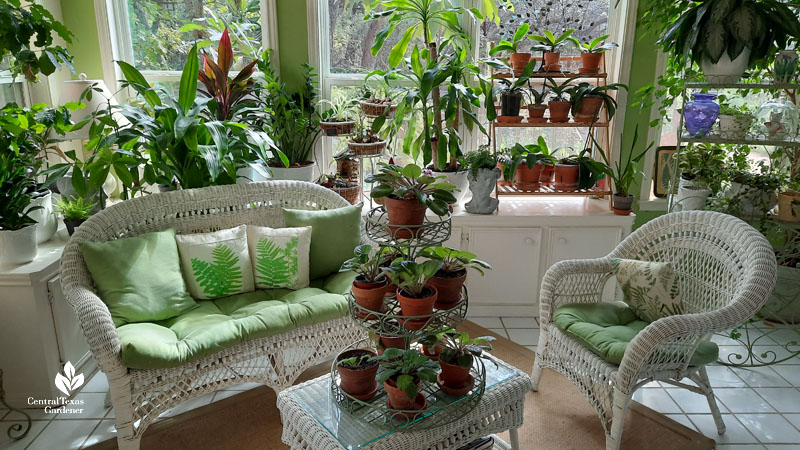 houseplants and orchids on stands in pretty garden room with chairs and loveseat 